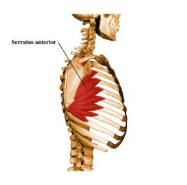 Serratus